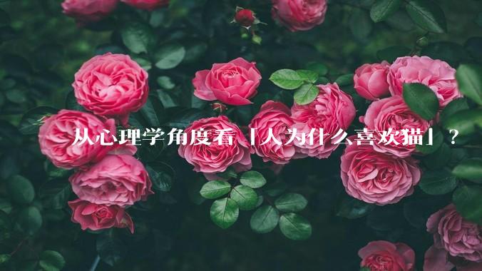 从心理学角度看「人为什么喜欢猫」？
